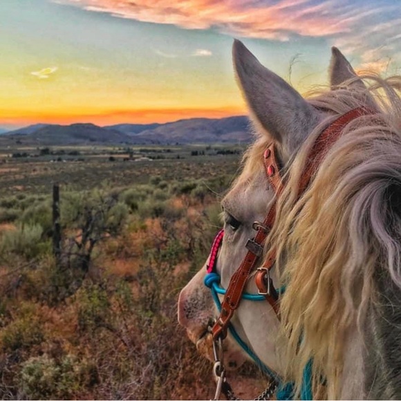 Meet your Posher, Elizabeth - Picture 1 of 1